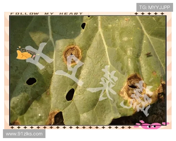 全面解析白菜大全网址及其使用指南